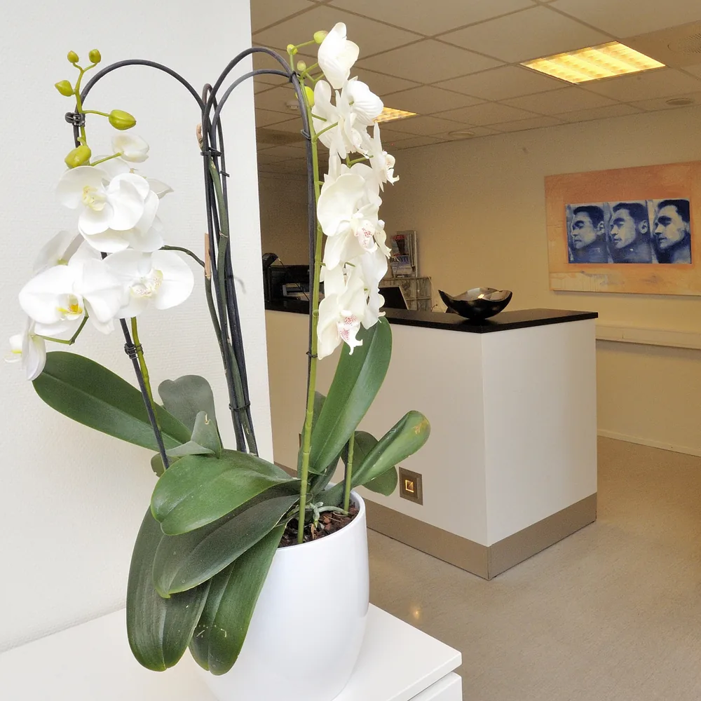 Resepsjonen hos Tannlegekontoret Molde Brygge